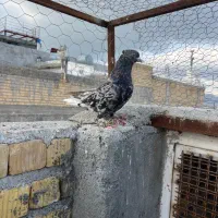 سرور دمسفید کاکل پاپر بزن