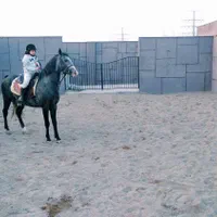 پانسیون و نگهداری اسب