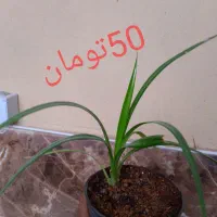 گل طبیعی|گل و گیاه طبیعی|جهرم, |دیوار