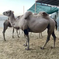 شتر|حیوانات مزرعه|تهران, دکتر هوشیار|دیوار
