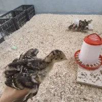 نیمچه بوقلمون برنز