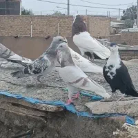 کفتر|پرنده|جلگه رخ, |دیوار