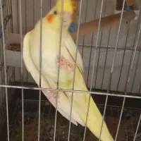 عروس ماده لوتینو