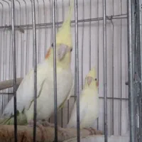 عروس هلندی نر و ماده|پرنده|ملارد, |دیوار