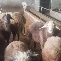 بره قوچ و بره نر و ماده پرواری