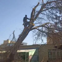 خریدار چوب قطع درخت برش درخت سربرداری هرس کاری