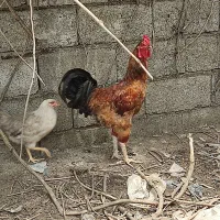 خروس دورگه