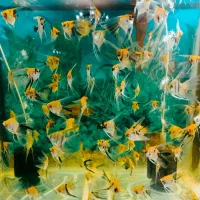 *ماهی آنجل و کوپی بلو مسکو*