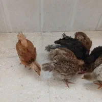 جوجه