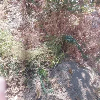 نظافت.منزل.راه پله باباامیرونگین ثبت 425312771|خدمات نظافت|دماوند, دماوند|دیوار