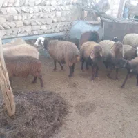 ۷تا میش بره|حیوانات مزرعه|کوهدشت, |دیوار