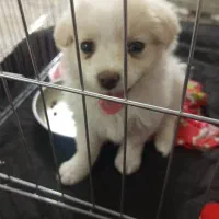 پامرین.|سگ|ری, شهرک نظامی|دیوار