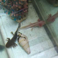 ماهی|ماهی|تهران, جردن|دیوار