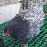 جوجه های 15روزه لوهمن ،آیسباربلک استار