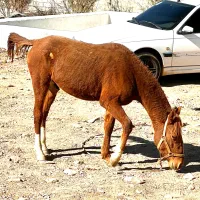 فروش اسب نریون دره شور