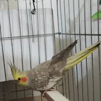 عروس هلندی ماده|پرنده|الوند, |دیوار