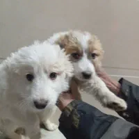 معاوضه سگ پا کوتاه با پرنده