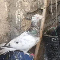 هفترنگ