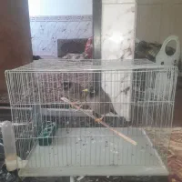 نرمایع مینا