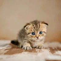 گربه نژاددار