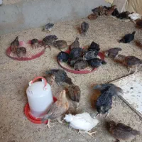 جوجه گلپایگان