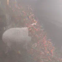 گوسفند میش|حیوانات مزرعه|رامهرمز, |دیوار