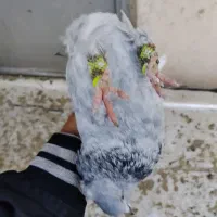 کفتر سینه سبز|پرنده|شیراز, شهدای شهرک سعدی|دیوار