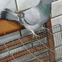 پرنده،کبوتر|پرنده|خمینی‌شهر, |دیوار