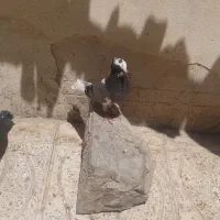 کبوتر