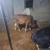 کوساله ماده سن هشت ماه