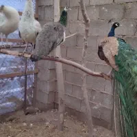 طاووس|پرنده|رشت, بلوار گیلان|دیوار