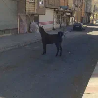 اسب و کره اسب|اسب و تجهیزات اسب‌سواری|باسمنج, |دیوار