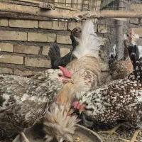 تخم مرغ گلین در تنوع رنگ