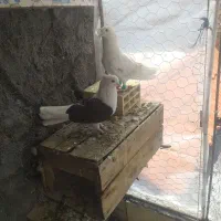 یک جفت دوکت