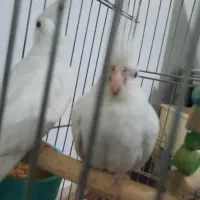 یه جفت عروس هلندی