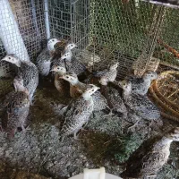 فروش مرغ و خروس امریکایی زینتی|حیوانات مزرعه|سنگدوین, |دیوار