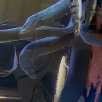 فایرایل  تایرترک ایل ۵۰ سانت