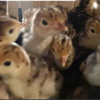 جوجه بوقلمون یک روزه برنز