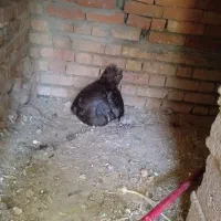 جوجه بوقلمون