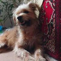 سگ گمشده|حیوانات|مشهد, بهمن|دیوار