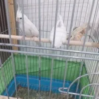 عروس هلندی|پرنده|سرپل ذهاب, |دیوار