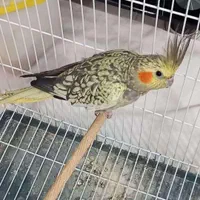 عروس هلندی ماده بدون قفس|پرنده|اصفهان, کارلادان|دیوار