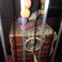 پرنده طوطی برزیلی