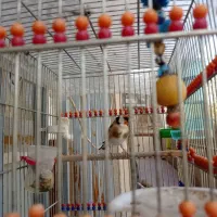 سهره آوج جوجه تازه صاف