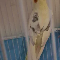 نر دوکت پروانه مست مست سخنگو