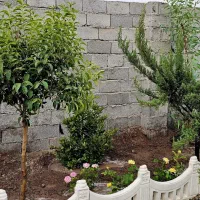 باغ-وباغچه173متری-آب-برق-تفریحی