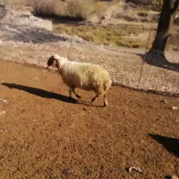 گوسفند|حیوانات مزرعه|جوانرود, |دیوار