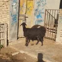 گوسفند|حیوانات مزرعه|سیمین شهر, |دیوار