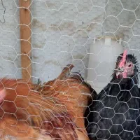 خروس کوشین بالغ (اصل)|حیوانات مزرعه|آمل, |دیوار