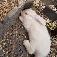 ۳ عدد خرگوش نر|موش و خرگوش|کرمانشاه, |دیوار